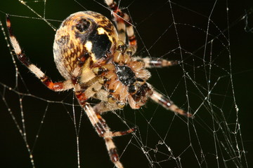 spider