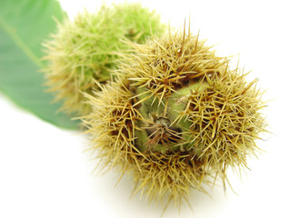chestnut
