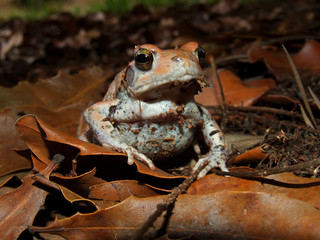 Red toad (Schismaderma carens)