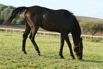 Obraz premium Horse at pasture