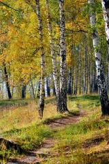 Zelfklevend Fotobehang herfst bos © Sabphoto