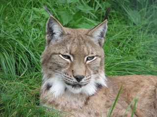 Naklejka premium Wild Lynx