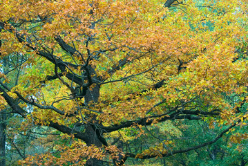 autumnal tree