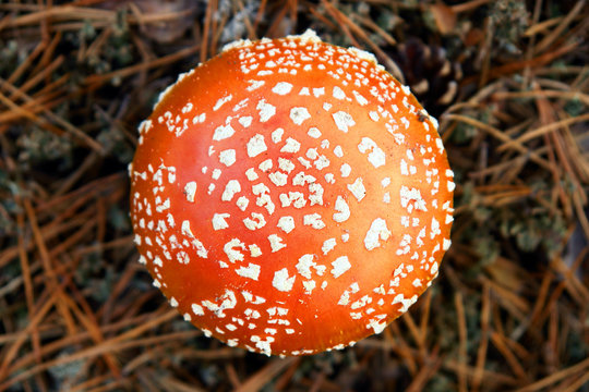 Fly agaric