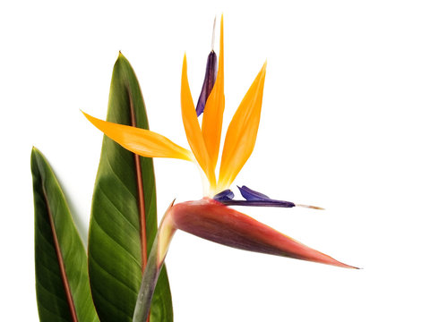 oiseau du paradis