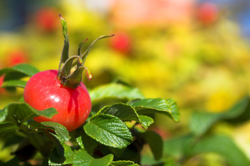 closeup view berries and leaves of wild dog rose