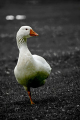 goose