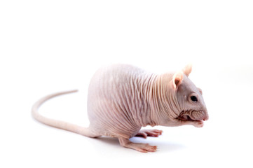 sphinx hairless rat