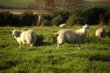 Fototapeta premium Sheep