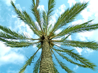 palm tree