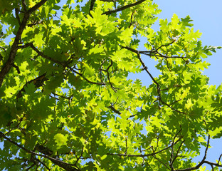 green foliage