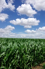 Sown field of green maize in Portugal 