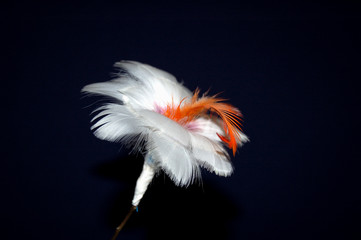 flower of feather