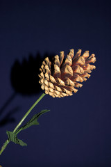 man-made decorative flower made of fir cone