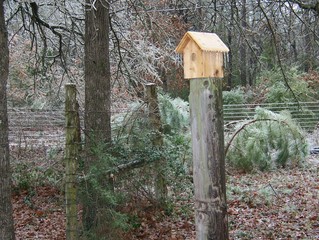 Icycles on Birdhouse in Frozen Woods