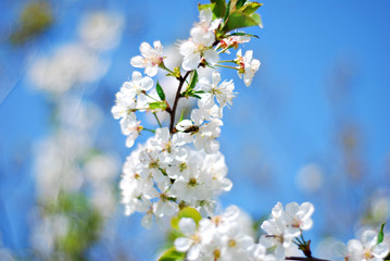 white blossom flowers on blue sky