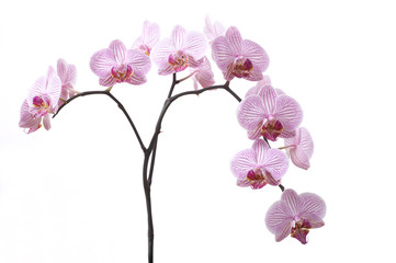 Fototapeta na wymiar Różowa orchidea