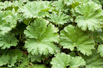 Plant Gunnera tinctoria