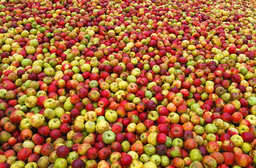 Äpfel, nichts als Äpfel