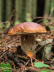 Cep