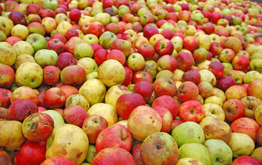 Äpfel, nichts als Äpfel