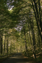 Obraz premium Road in the forest