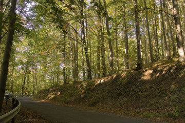 Road in the forest