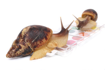 snails and watercolors