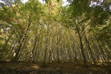 Road in the forest