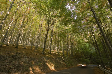 Road in the forest