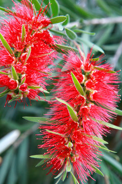 red plant