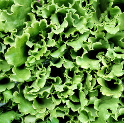 Green lettuce