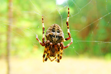 spider