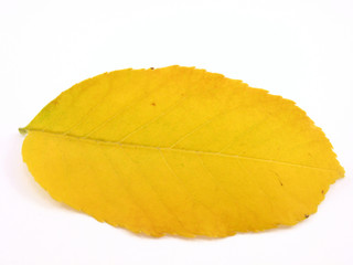 leaf