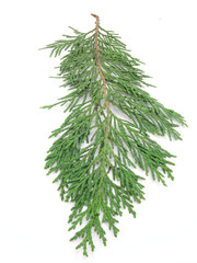fir
