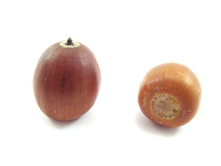 acorn