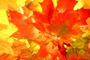 Autumn fall leaves