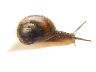 escargot rapide