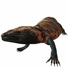 Gila-Krustenechse (Heloderma suspectum)