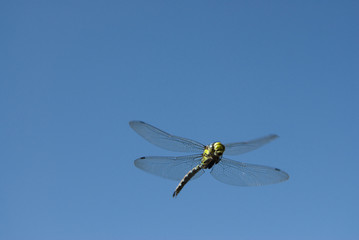 Libelle fliegt am blauen Himmel
