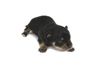Black puppy.