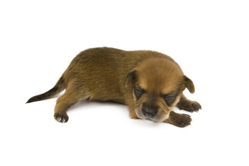 Chihuahua puppy.