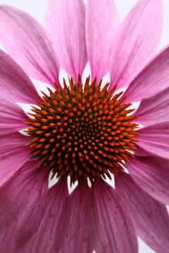 Echinacea
