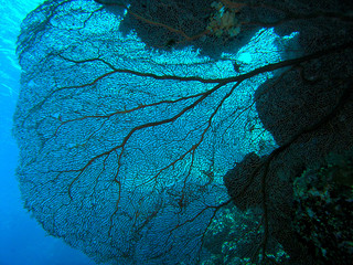 Gorgonia nel blu 2