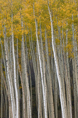 Autumn Aspen near Vail, Colorado