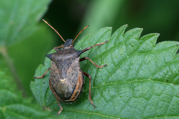 shield bug #2