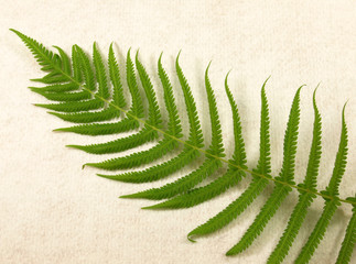 Fern diagonal left