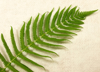 Fern diagonal right