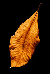 Golden leaf on black background