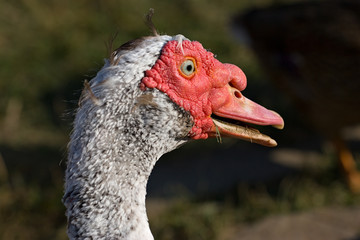 muscovy duck